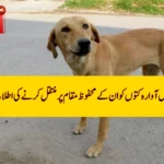 How to Report Stray Dogs for Their Safe Relocation in Islamabad