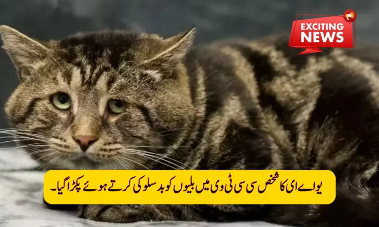 CCTV Footage Reveals Animal Cruelty at Sharjah Restaurant